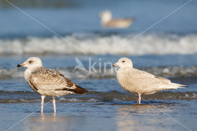 Iceland Gull (Larus glaucoides)