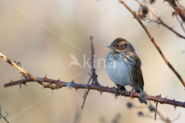 Little Bunting (Emberiza pusilla)