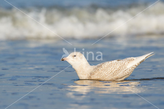 Kleine Burgemeester (Larus glaucoides)