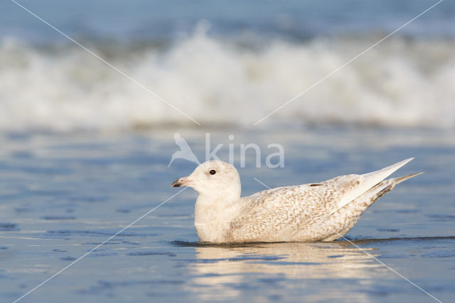 Kleine Burgemeester (Larus glaucoides)