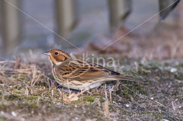 Dwerggors (Emberiza pusilla)