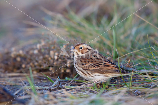 Little Bunting (Emberiza pusilla)