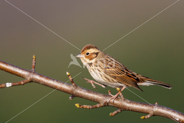 Dwerggors (Emberiza pusilla)