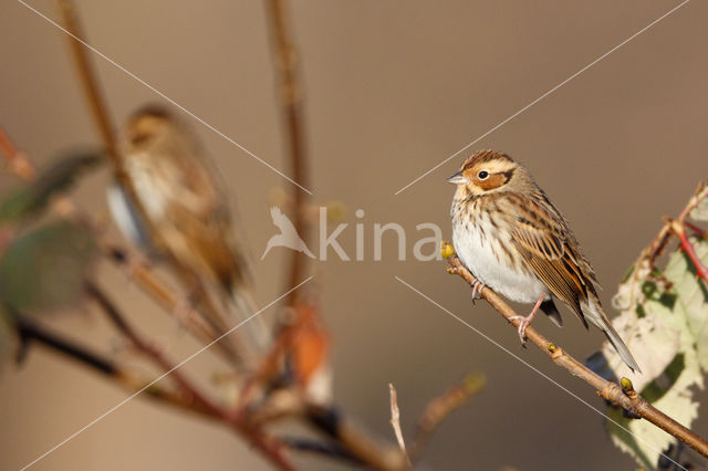 Dwerggors (Emberiza pusilla)