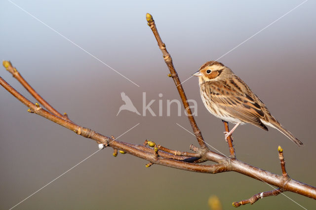 Dwerggors (Emberiza pusilla)