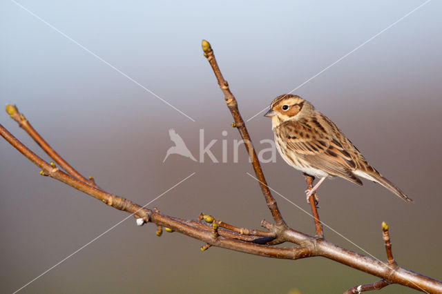 Dwerggors (Emberiza pusilla)