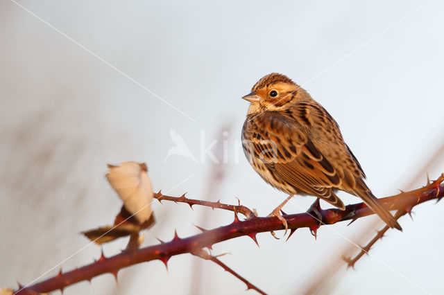 Little Bunting (Emberiza pusilla)