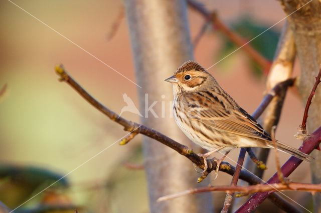 Little Bunting (Emberiza pusilla)