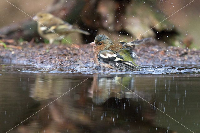 Chaffinch (Fringilla coelebs)