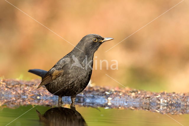 Grote Bonte Specht (Dendrocopos major)