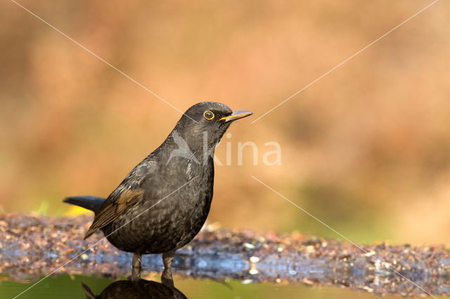 Grote Bonte Specht (Dendrocopos major)