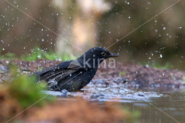 Eurasian Blackbird (Turdus merula)