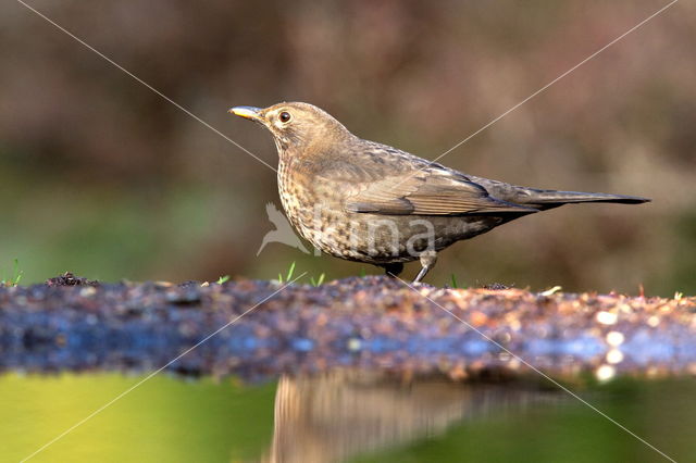 Song Thrush (Turdus philomelos)