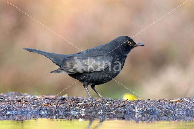 Merel (Turdus merula)