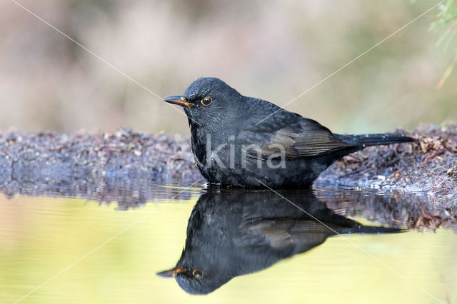 Grote Bonte Specht (Dendrocopos major)