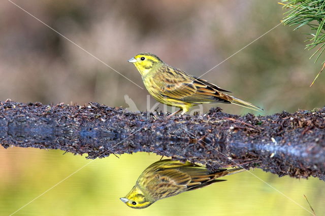 Geelgors (Emberiza citrinella)