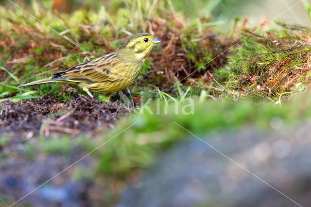 Geelgors (Emberiza citrinella)