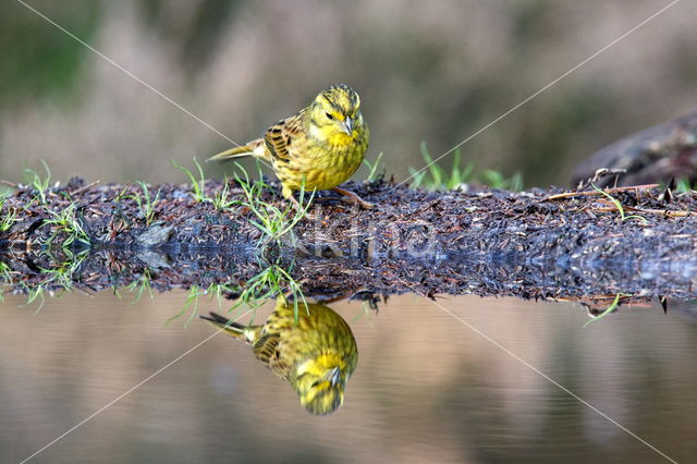 Geelgors (Emberiza citrinella)