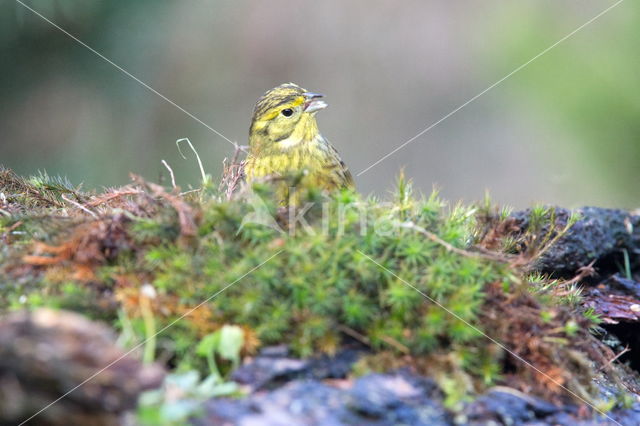 Yellowhammer (Emberiza citrinella)