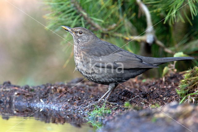 Eurasian Blackbird (Turdus merula)