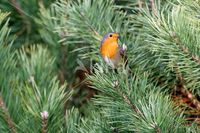 European Robin (Erithacus rubecula)