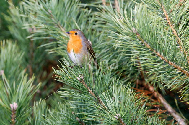 European Robin (Erithacus rubecula)