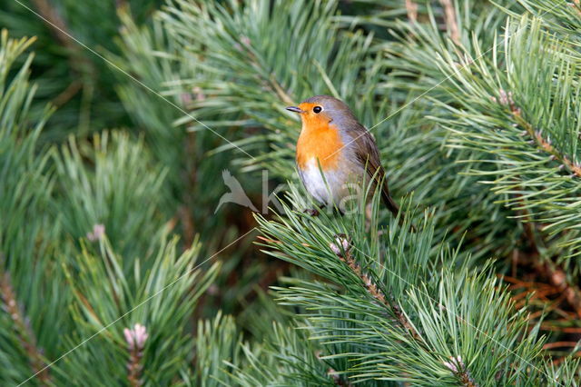 European Robin (Erithacus rubecula)