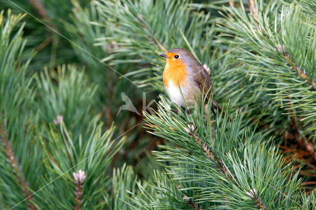 European Robin (Erithacus rubecula)