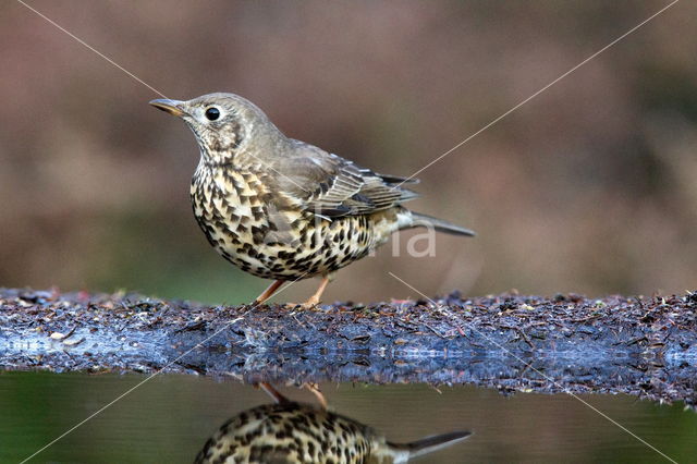 Grote Lijster (Turdus viscivorus)