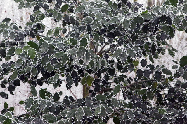 Hulst (Ilex aquifolium)