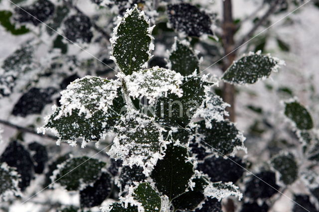 Hulst (Ilex aquifolium)