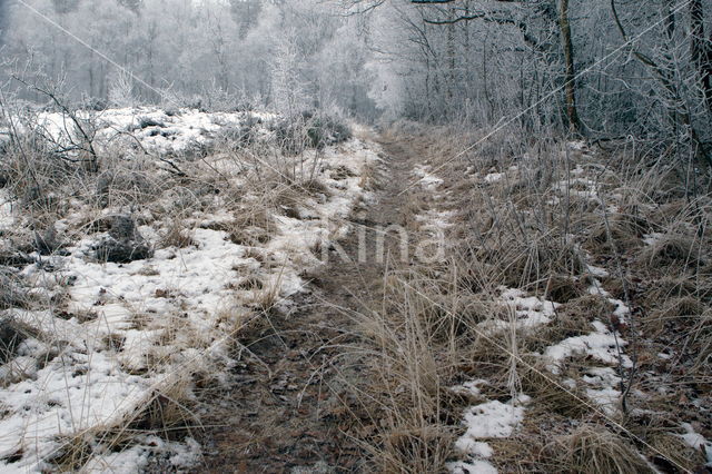 Boswachterij Ruinen