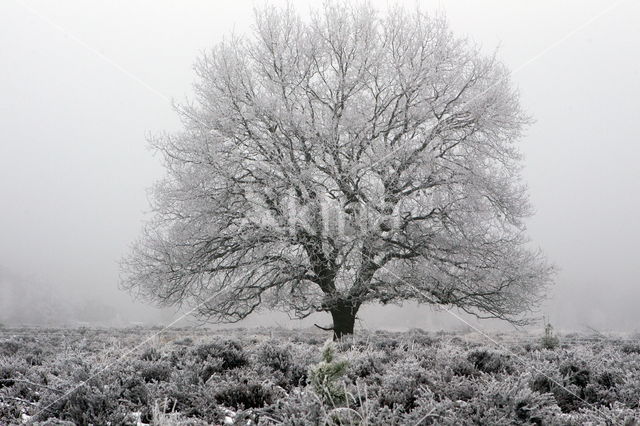 Oak (Quercus)