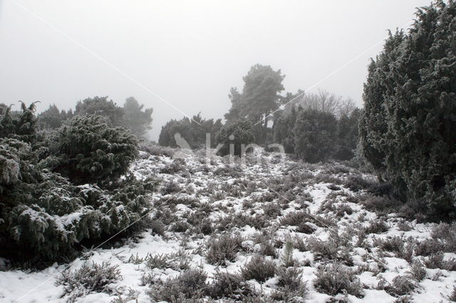 Jeneverbes (Juniperus communis)