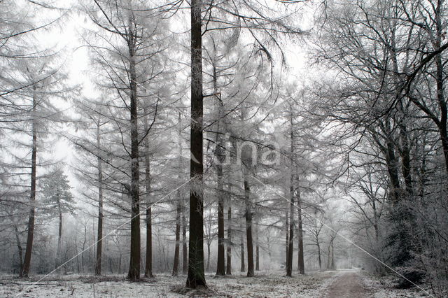 oak (Quercus)