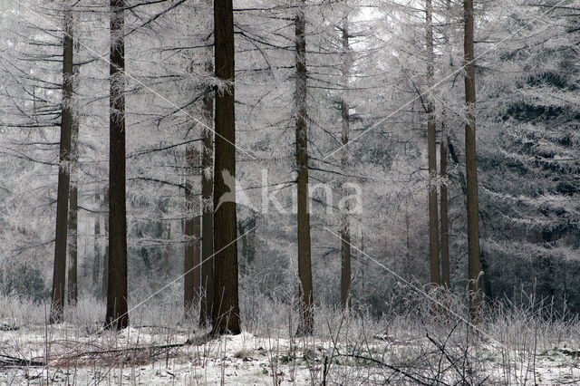 Boswachterij Ruinen