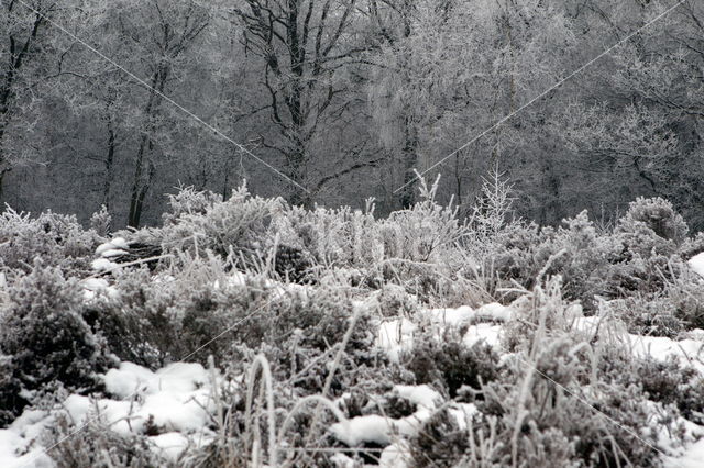 Boswachterij Ruinen