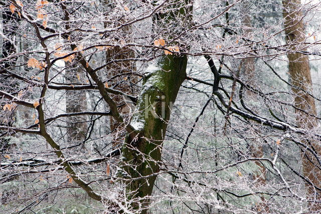 Boswachterij Ruinen