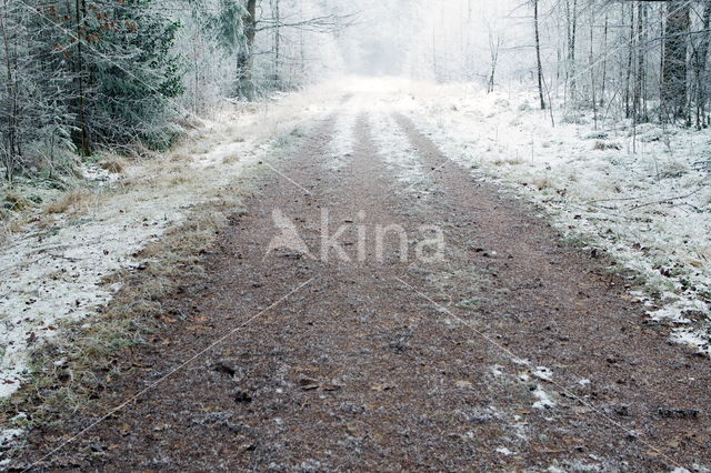 Boswachterij Ruinen