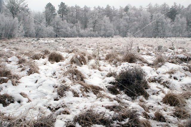 Boswachterij Ruinen