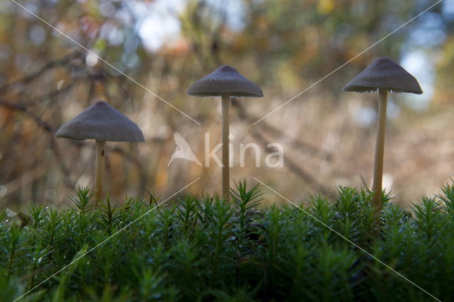 Burgundydrop bonnet (Mycena haematopus)