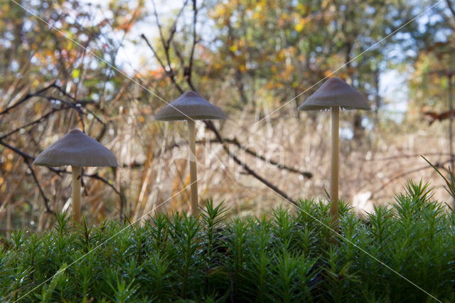 Burgundydrop bonnet (Mycena haematopus)