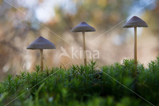 Grote bloedsteelmycena (Mycena haematopus)