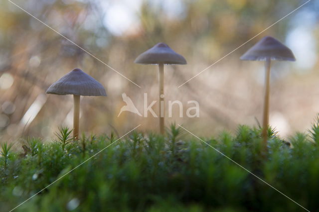 Burgundydrop bonnet (Mycena haematopus)