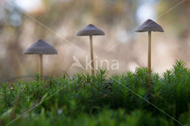 Burgundydrop bonnet (Mycena haematopus)