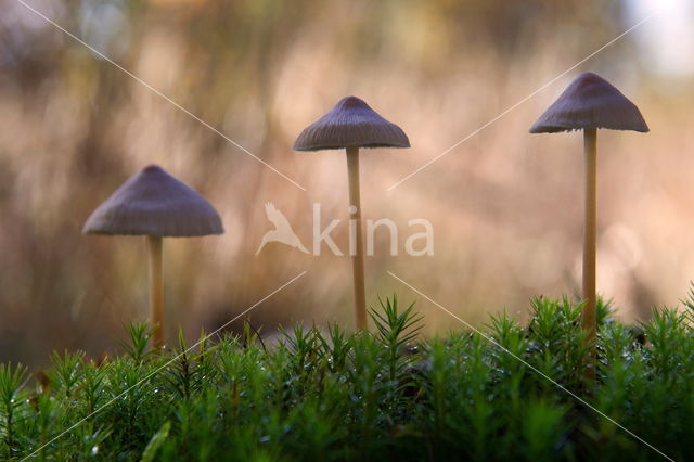 Burgundydrop bonnet (Mycena haematopus)