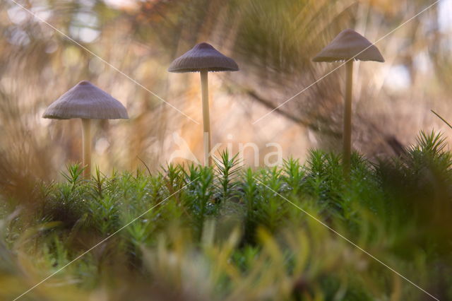 Burgundydrop bonnet (Mycena haematopus)