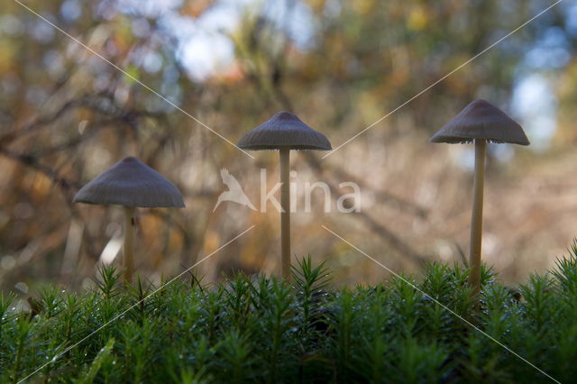 Burgundydrop bonnet (Mycena haematopus)