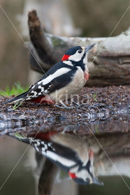 Grote Bonte Specht (Dendrocopos major)