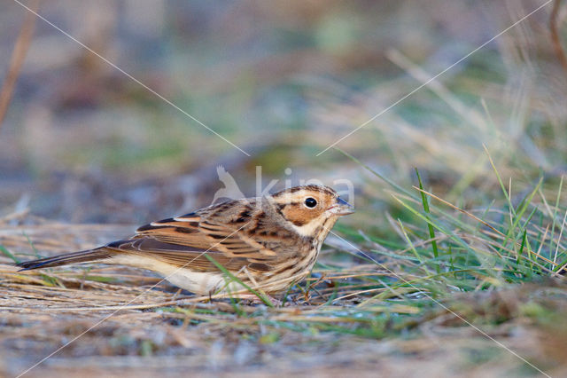 Little Bunting (Emberiza pusilla)